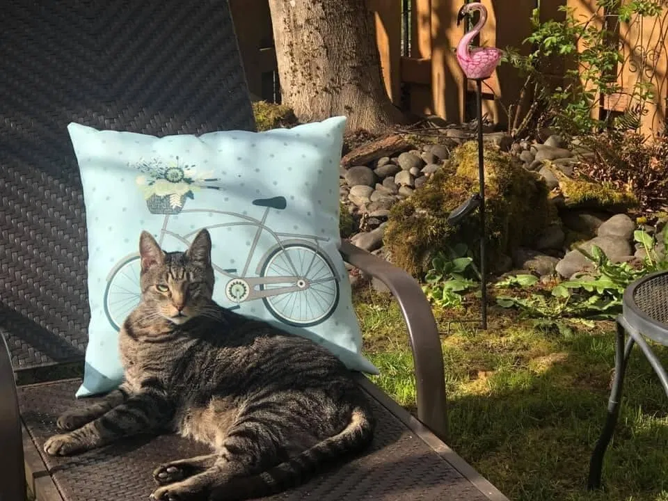 Lost cat in Forest Grove, OR, 97116
