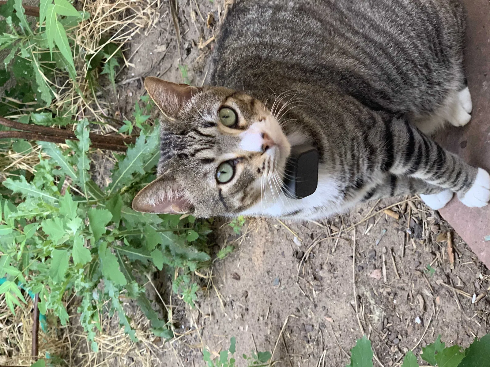 Lost cat in Denver, CO, 80205