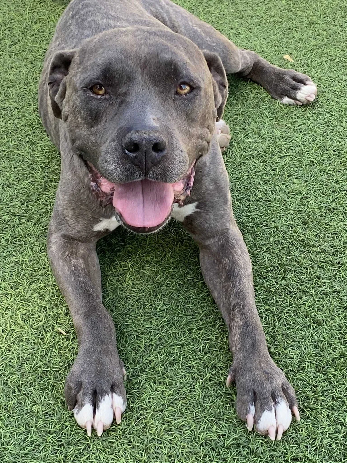 Lost dog in North Las Vegas, NV, 89031