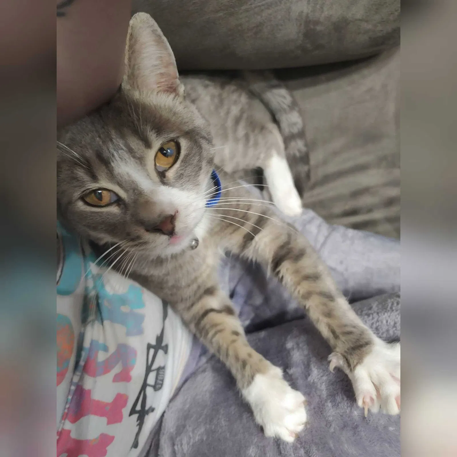 Lost cat in Rome, GA, 30161