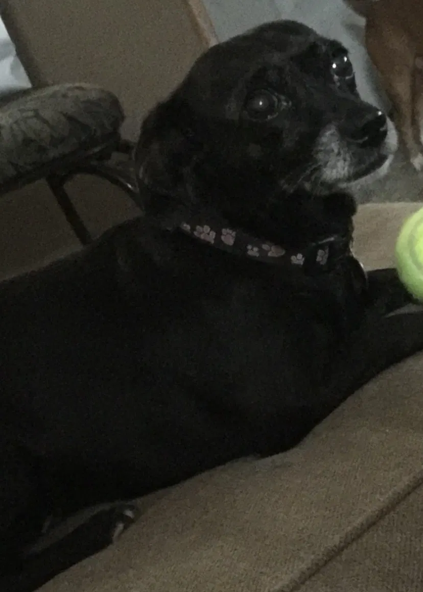 Lost dog in Odessa, TX, 79762