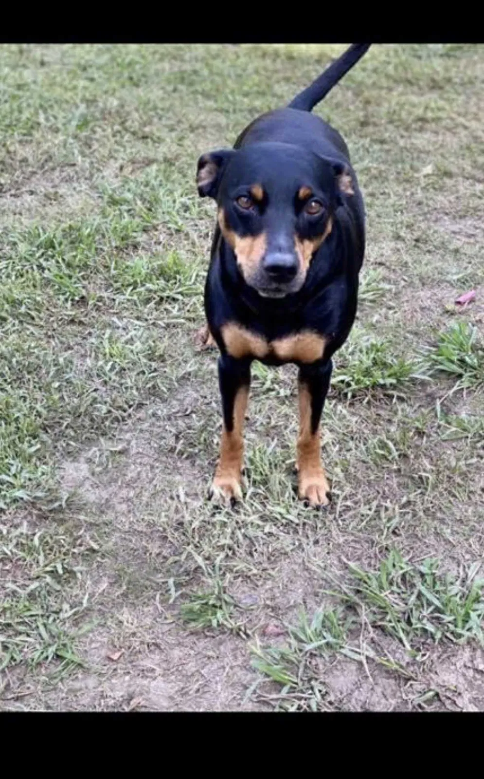 Lost dog in Moody, AL, 35004