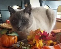 Lost cat in Greeley, CO, 80634