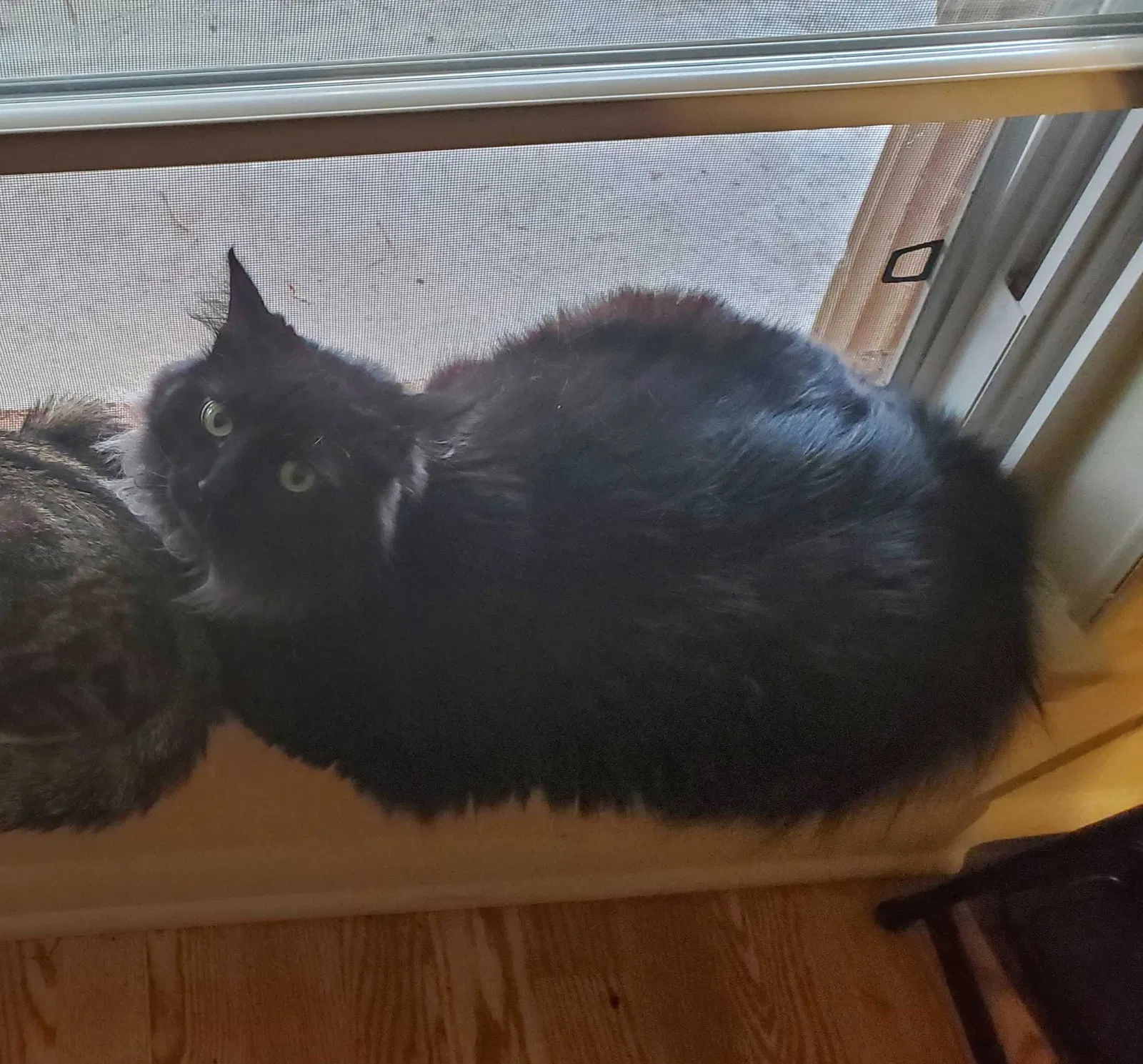 Lost cat in Fayetteville, AR, 72701