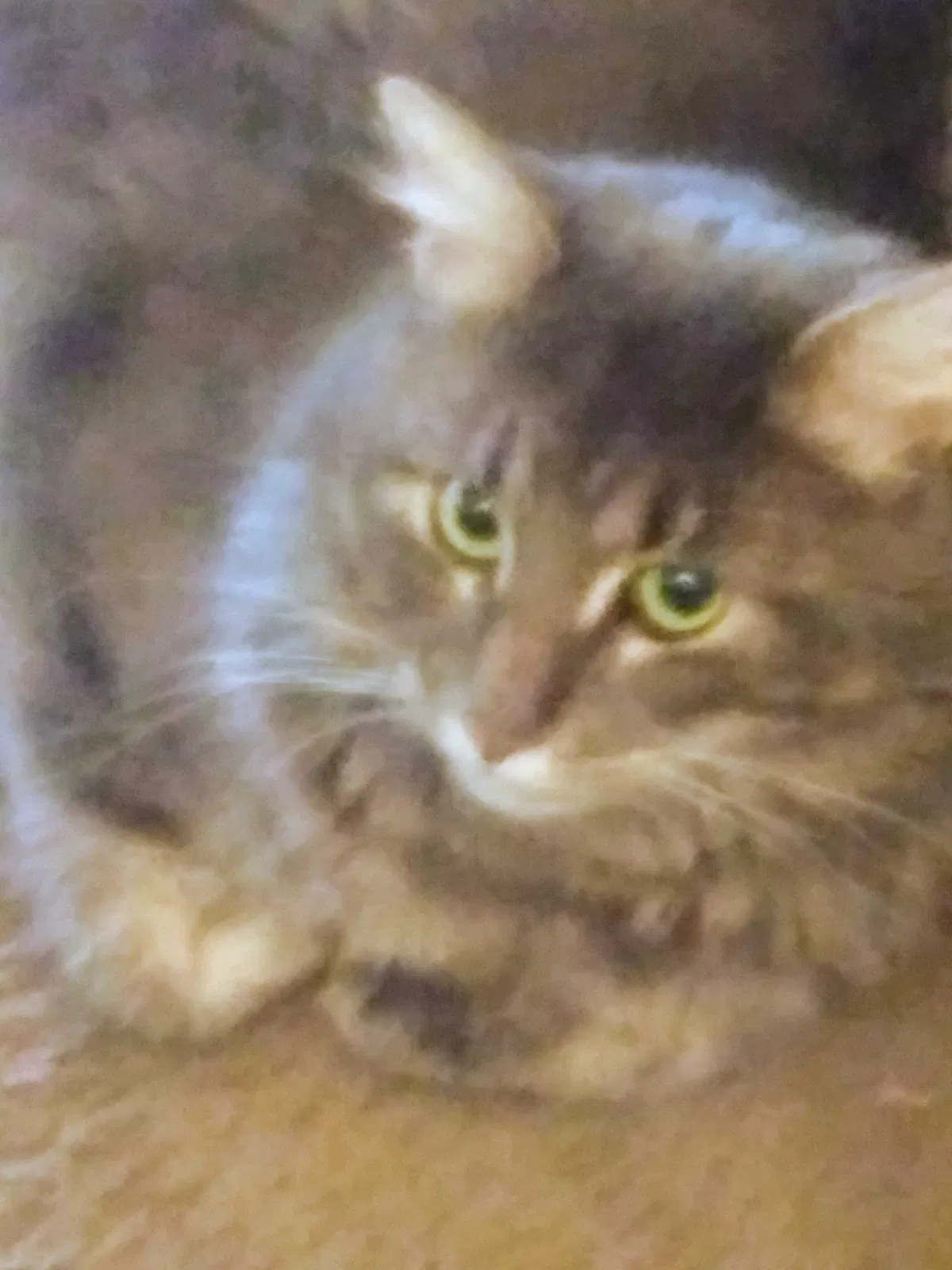 Lost cat in Portland, OR, 97236