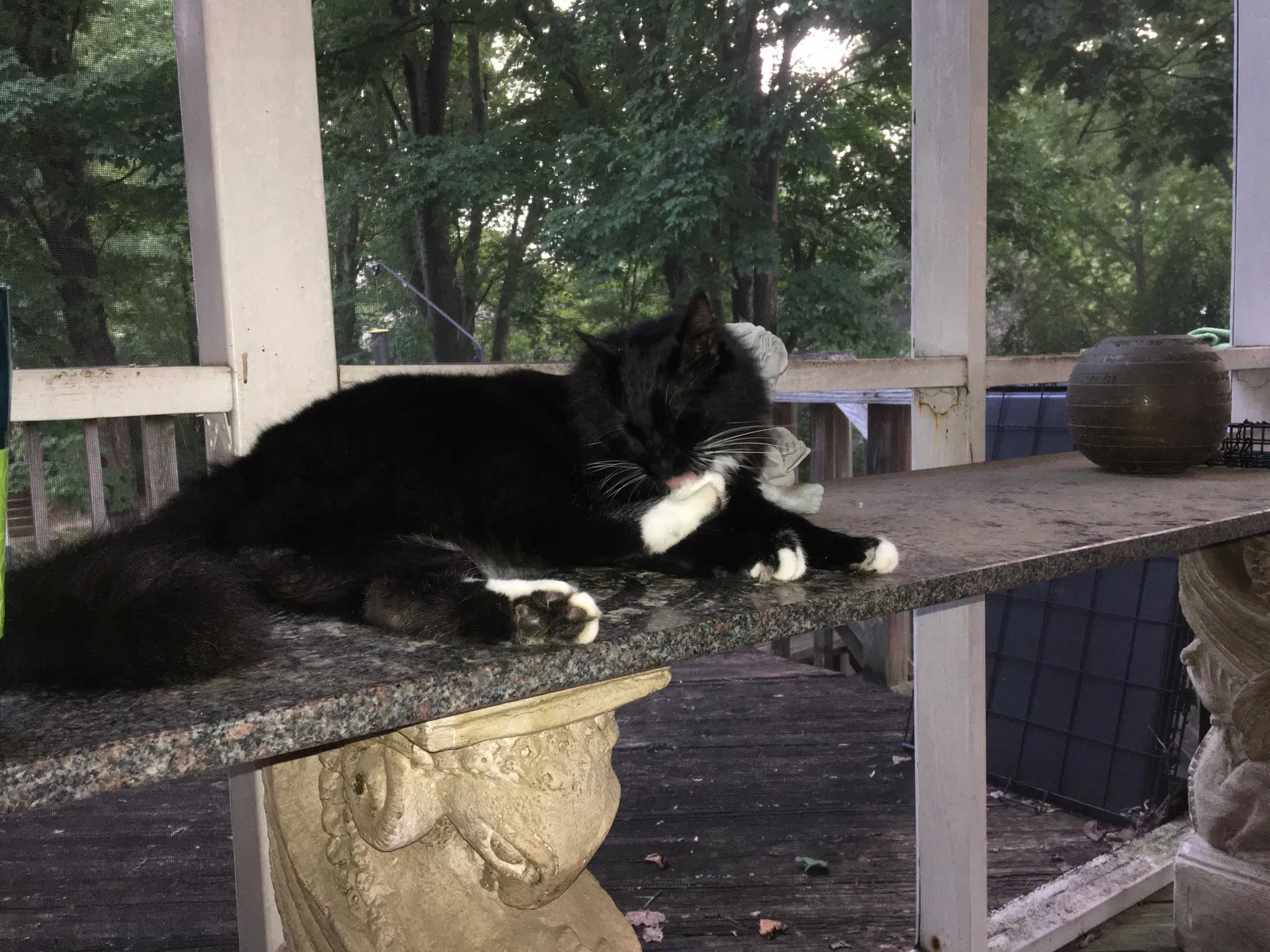 Lost cat in Burke, VA, 22015