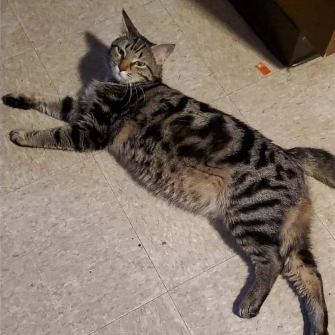 Lost cat in Mount Wolf, PA, 17347