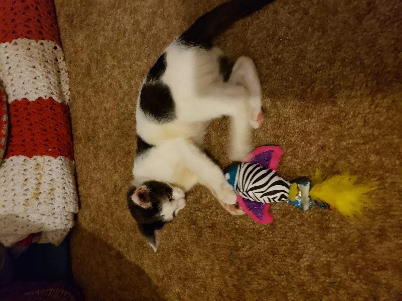 Lost cat in Orlando, FL, 32812
