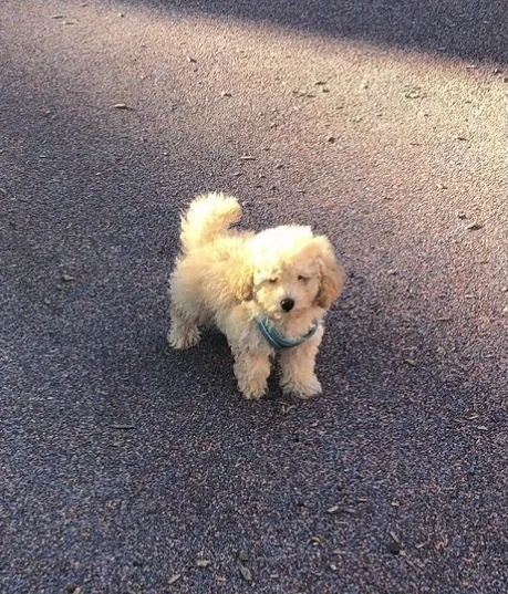 Lost dog in South San Francisco, CA, 94080