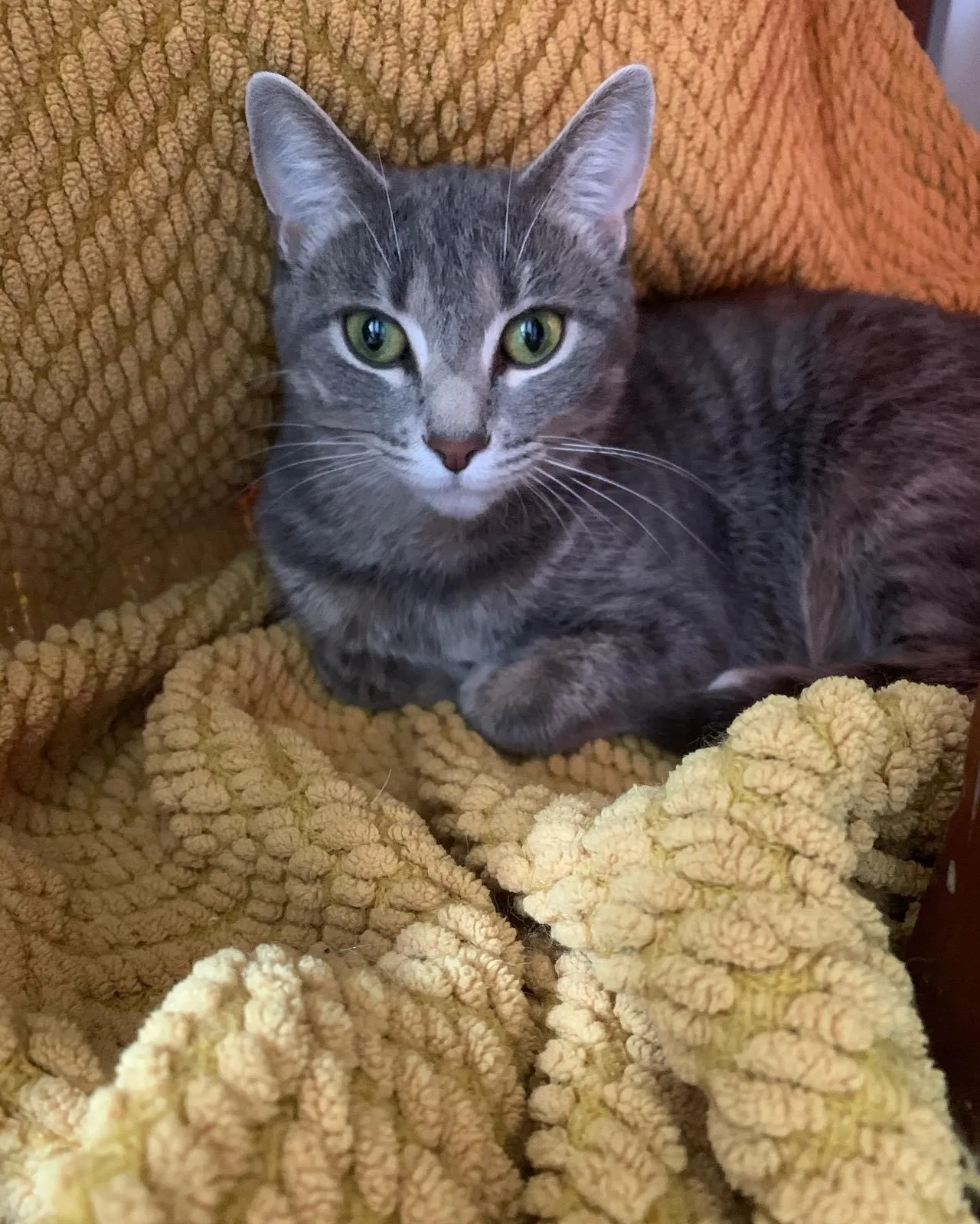 Lost cat in Ashland, KY, 41102
