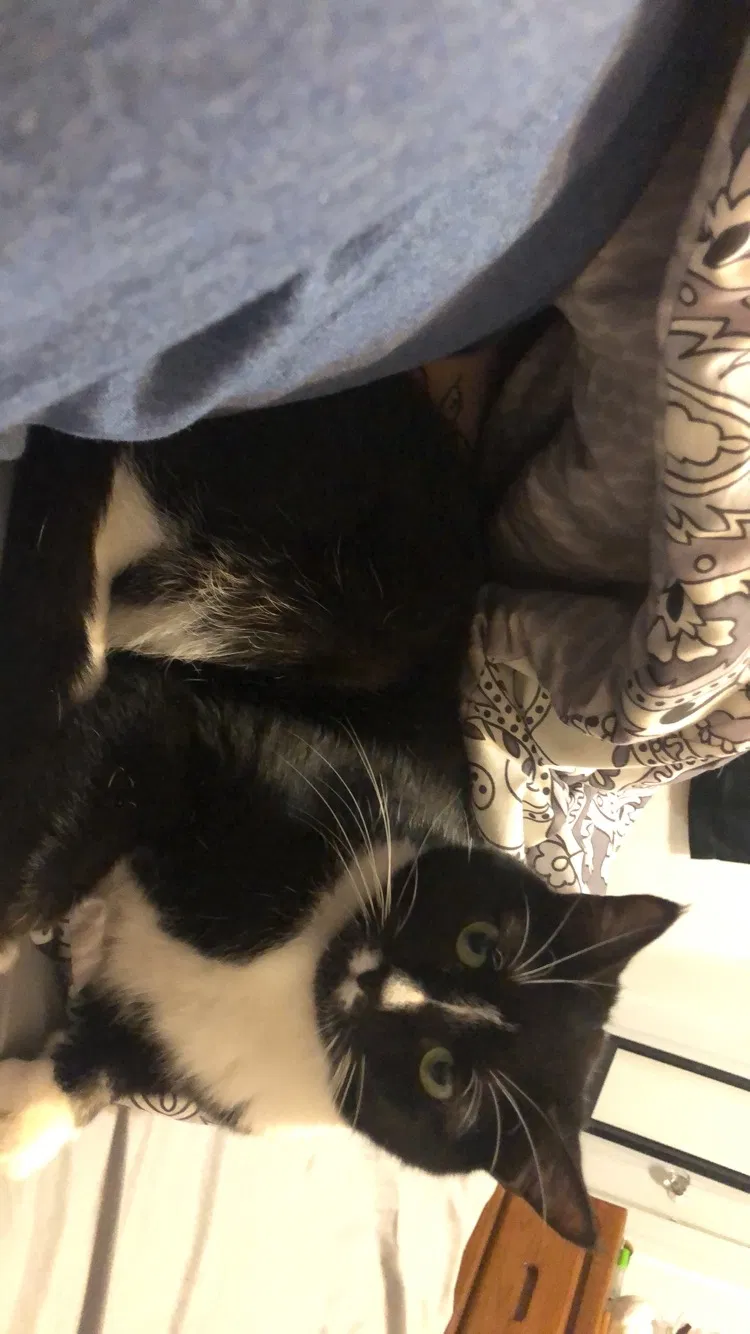 Lost cat in New Haven, CT, 6515