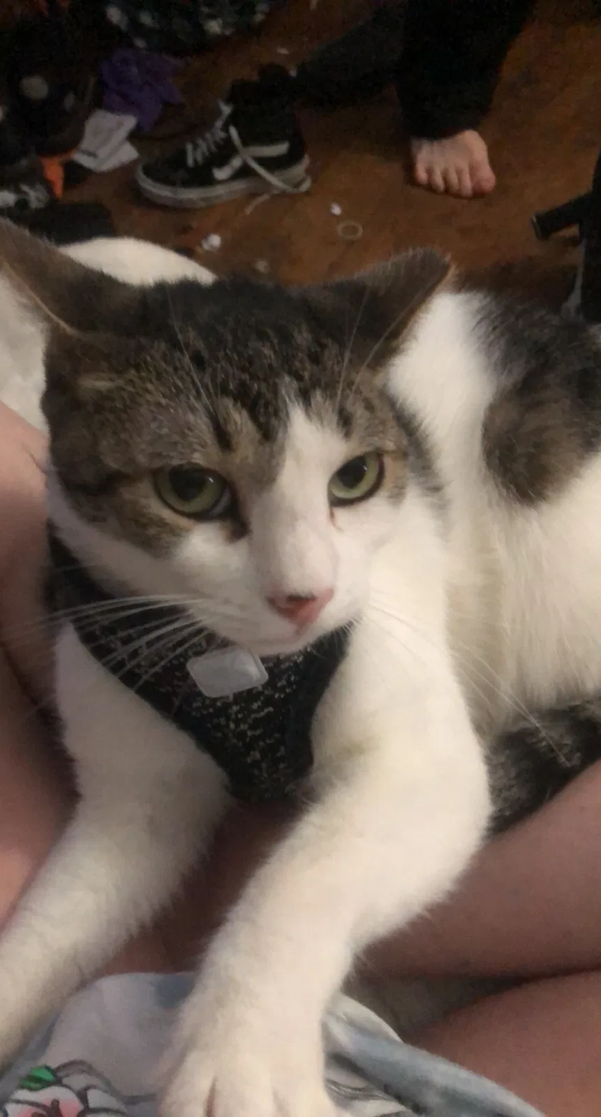 Lost cat in Fort Worth, TX, 76114