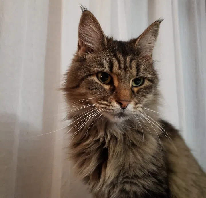 Lost cat in Cleveland, OH, 44109