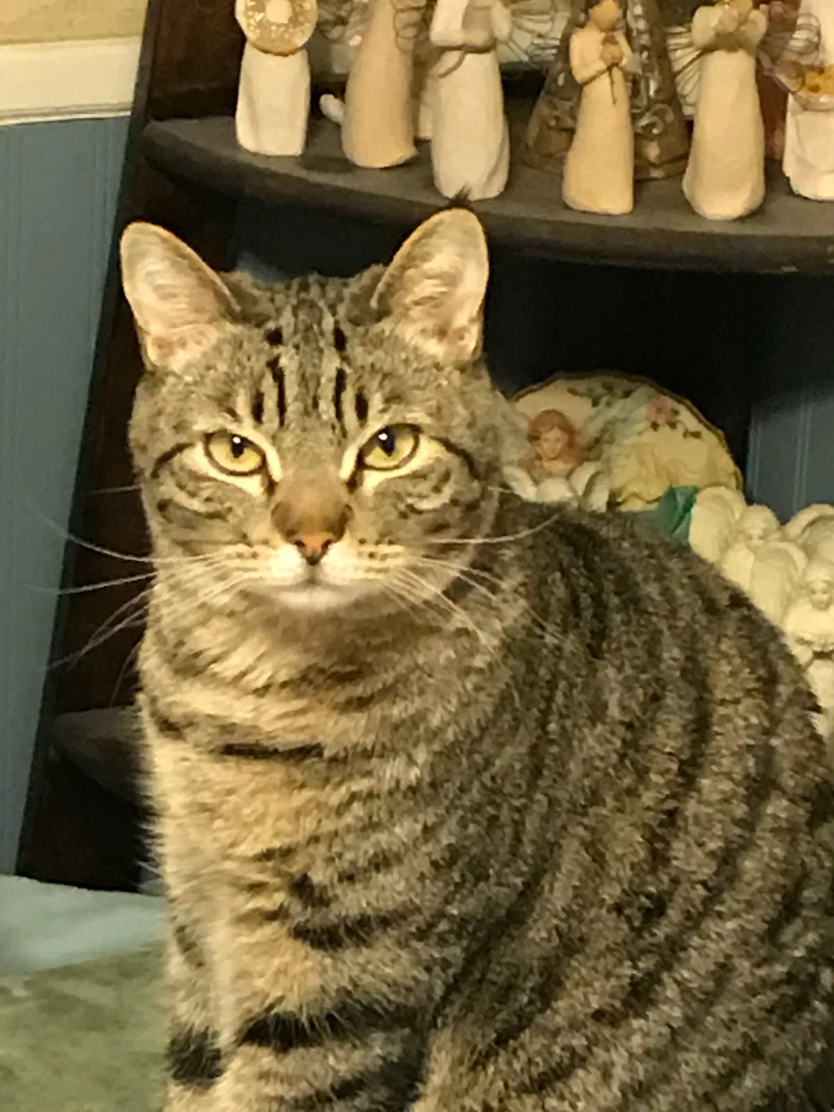 Lost cat in Clovis, CA, 93612
