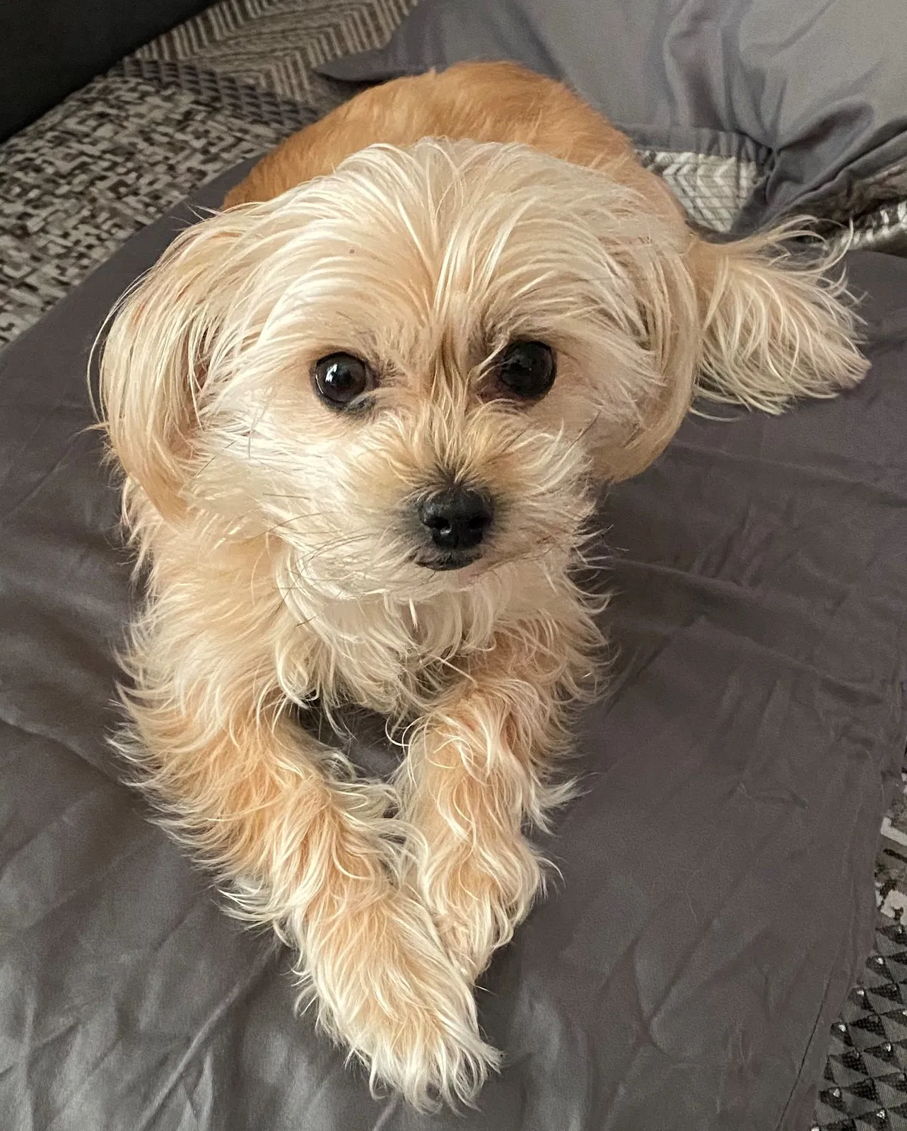 Lost dog in Oakland, CA, 94621