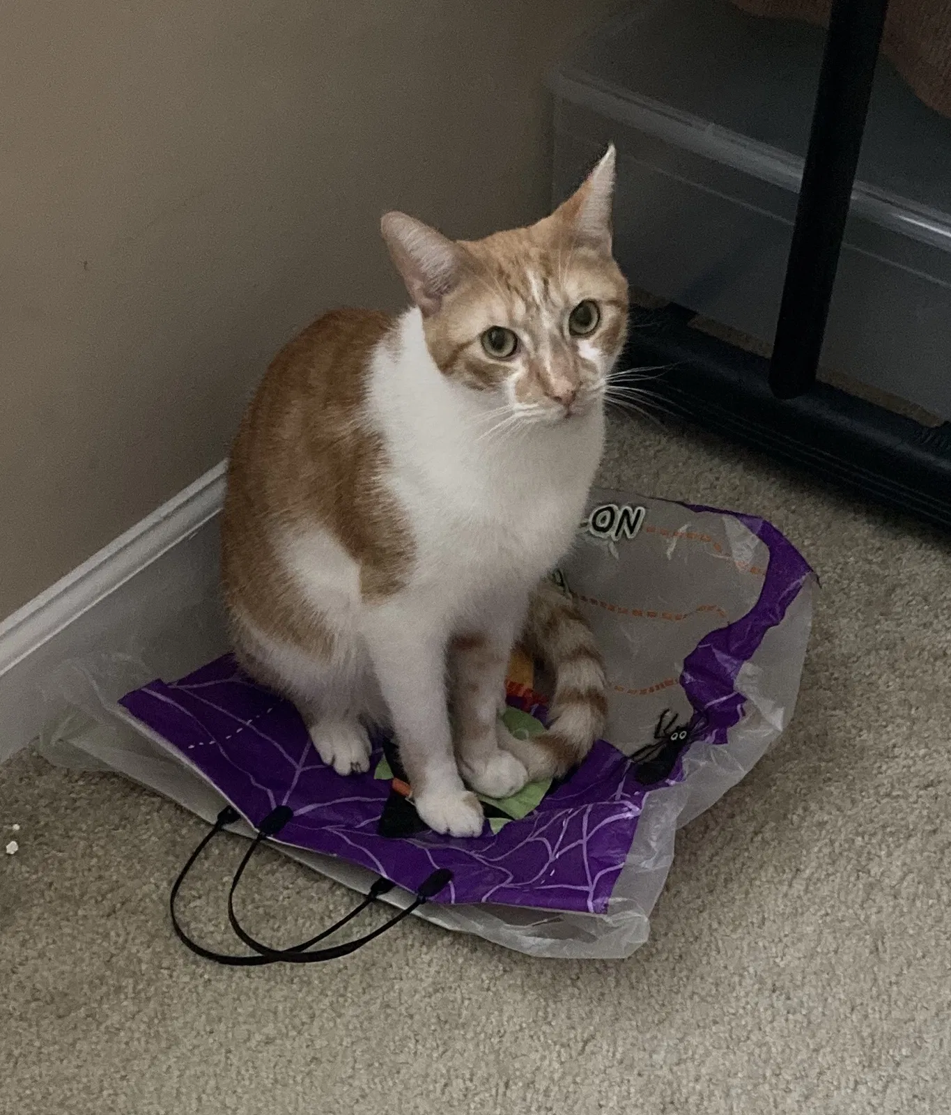 Lost cat in Alpharetta, GA, 30009