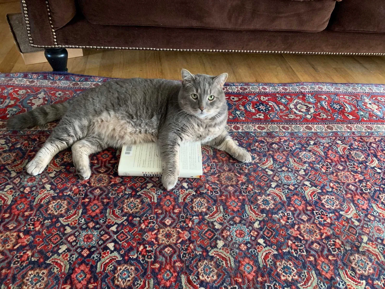 Lost cat in Seattle, WA, 98177