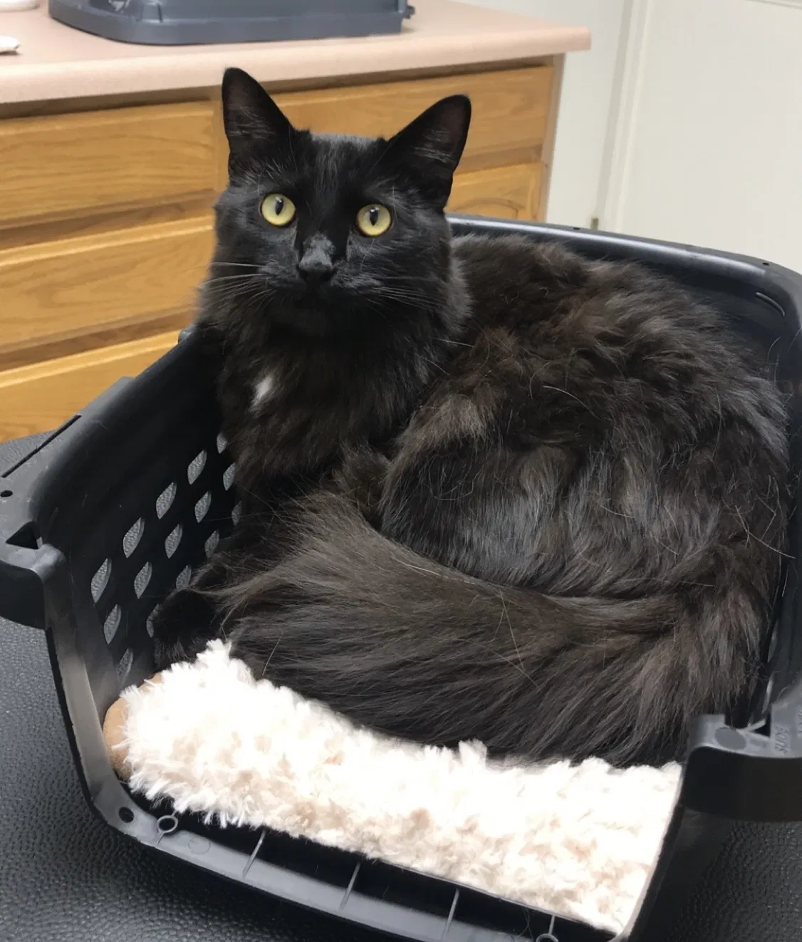 Lost cat in Fremont, CA, 94536