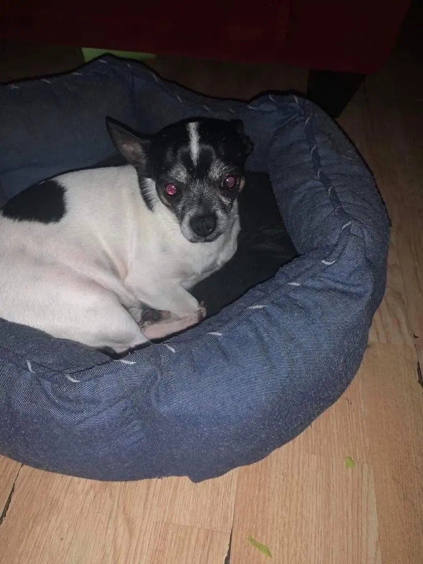Lost dog in Elkhart, IN, 46516
