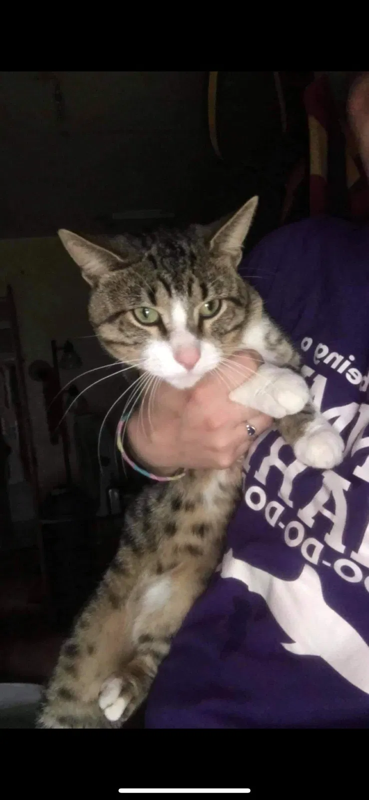 Lost cat in Saginaw, MI, 48602