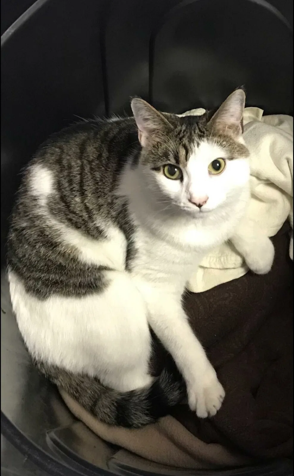 Lost cat in Baltimore, MD, 21211