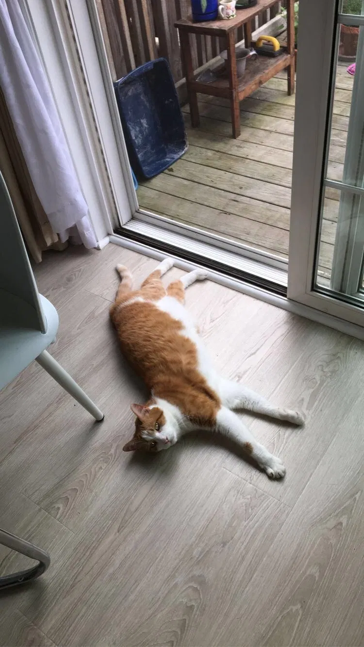 Lost cat in New Port Richey, FL, 34654