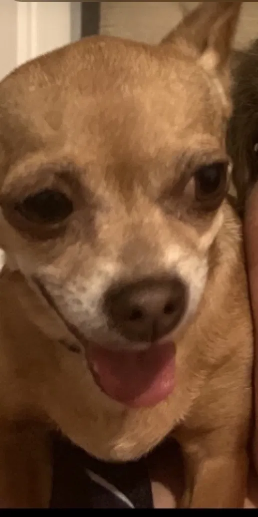 Lost dog in Bakersfield, CA, 93313