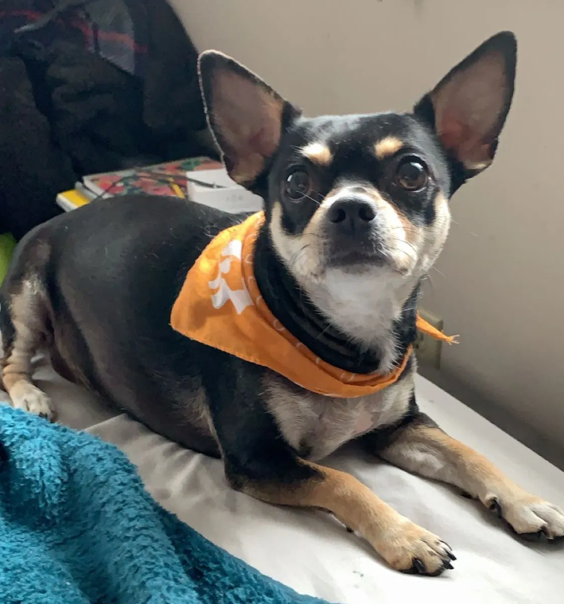 Lost dog in Silver Springs, FL, 34488