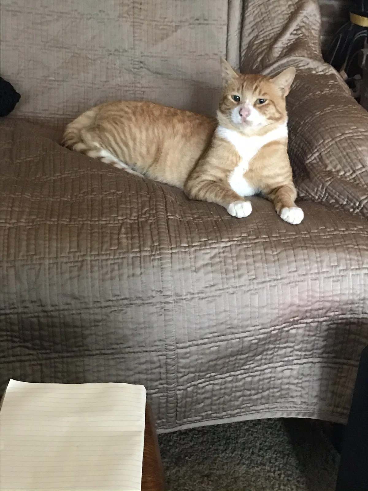 Lost cat in Yakima, WA, 98908