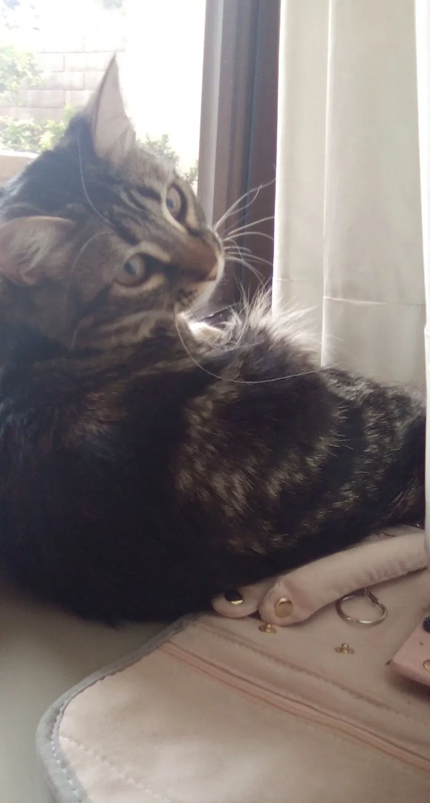Lost cat in Newbury Park, CA, 91320