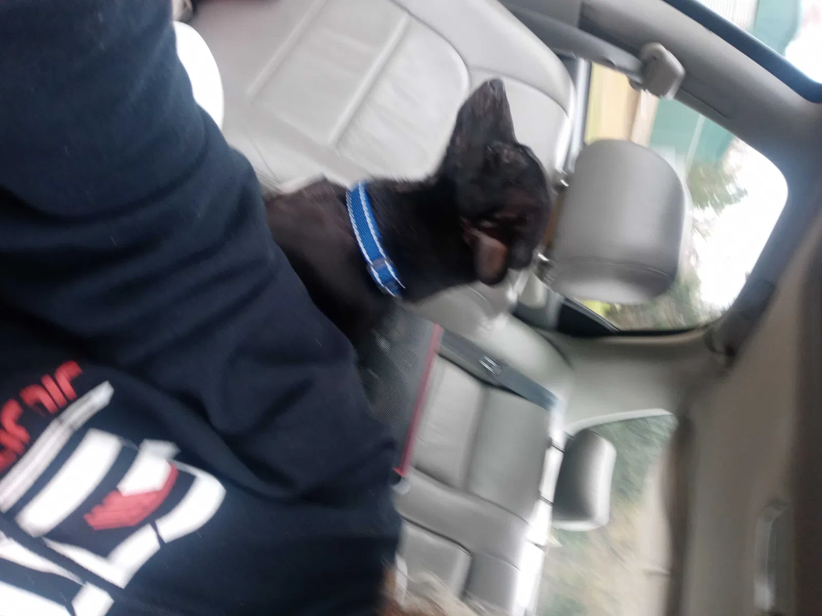 Lost dog in Conway, AR, 72032