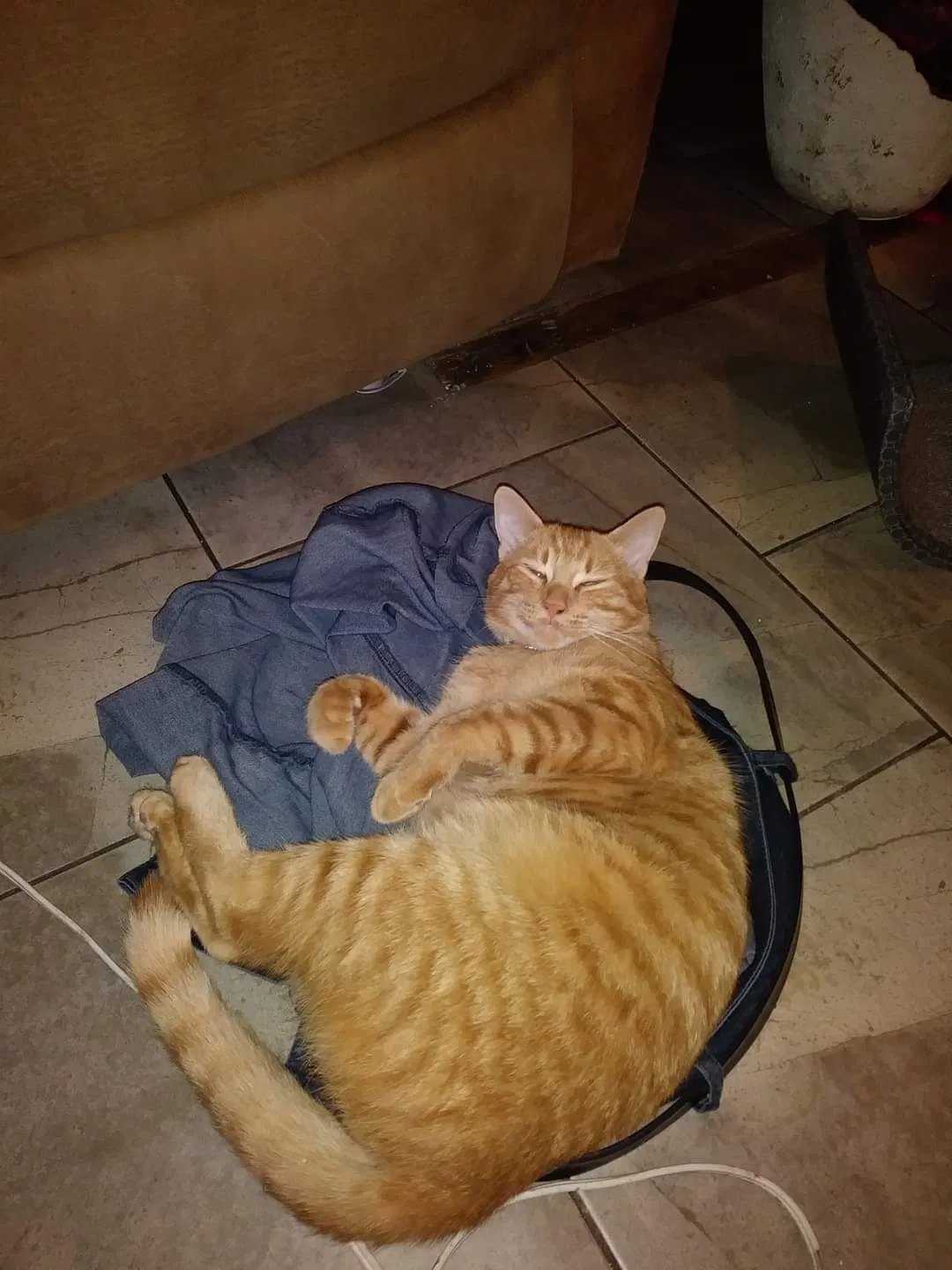 Lost cat in Peoria, AZ, 85382