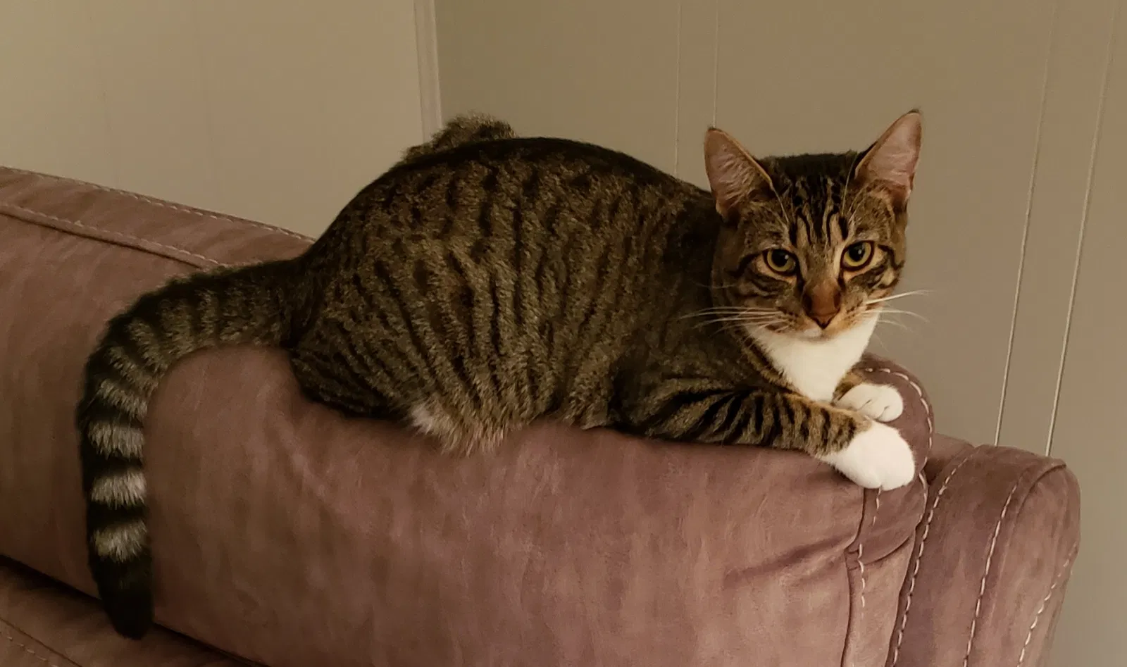 Lost cat in Lake Alfred, FL, 33850