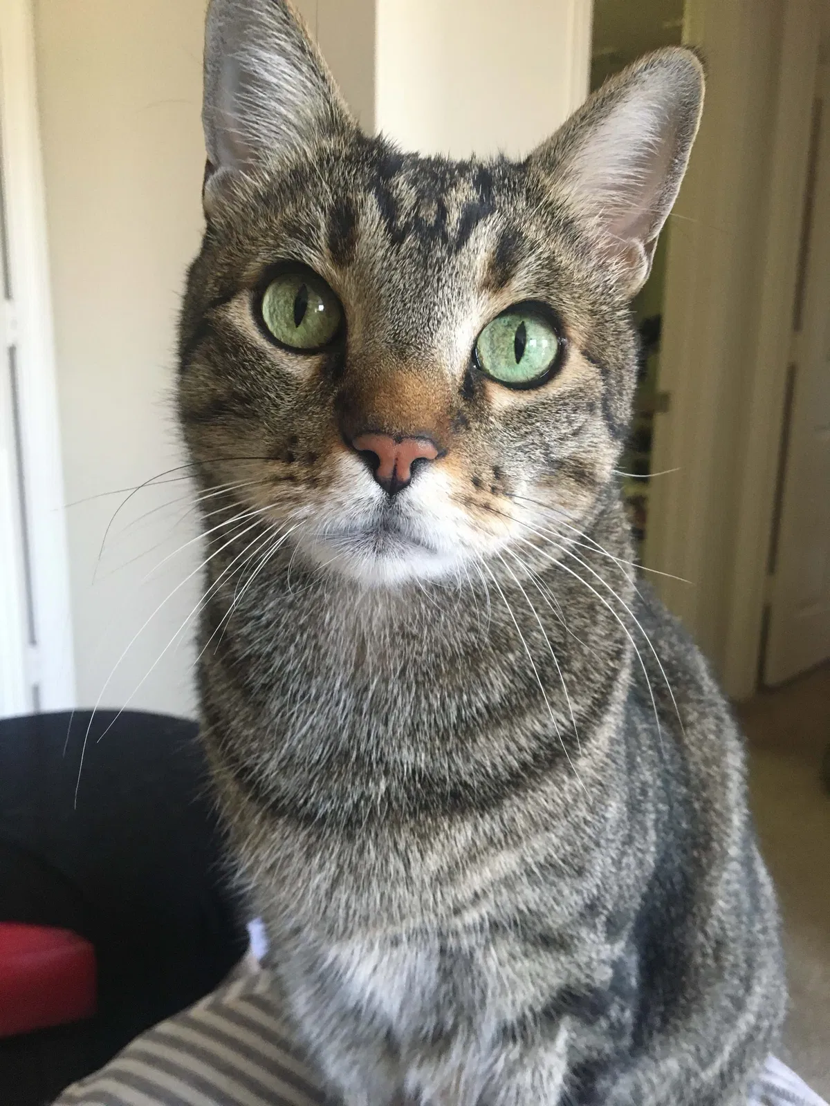 Lost cat in Phoenix, AZ, 85044