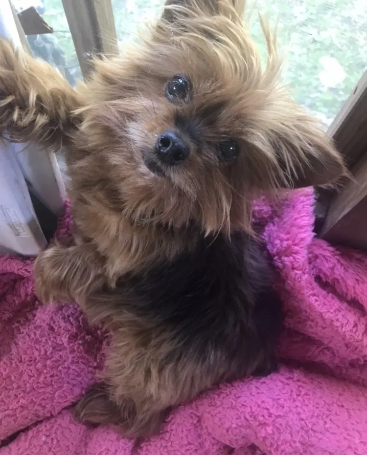 Lost dog in Springdale, AR, 72764