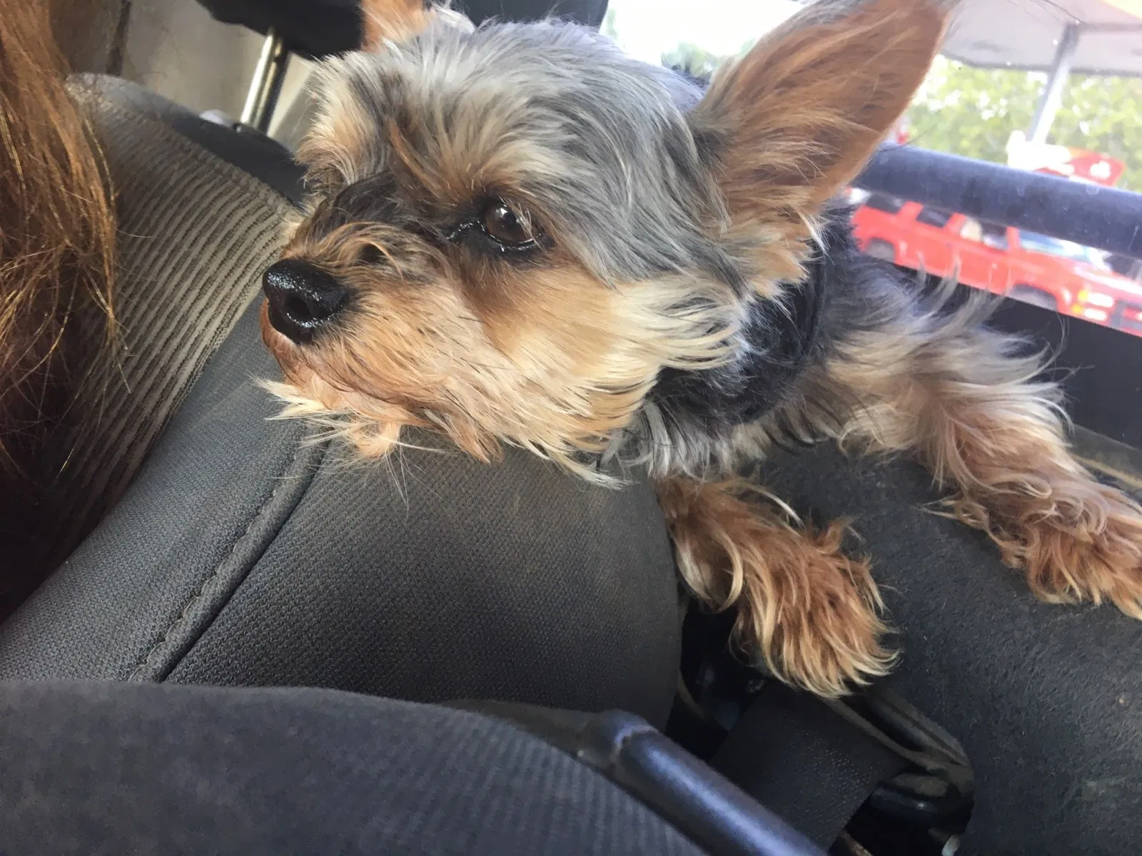 Lost dog in Judsonia, AR, 72081