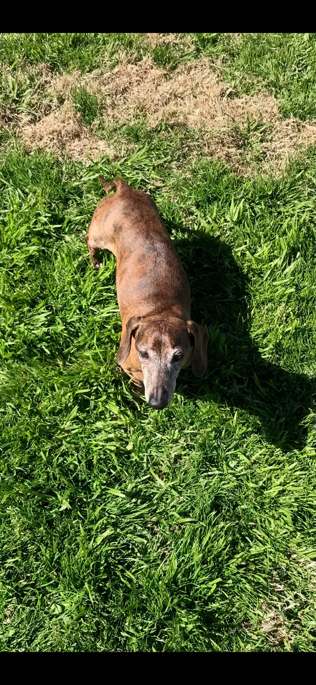 Lost dog in Burleson, TX, 76028