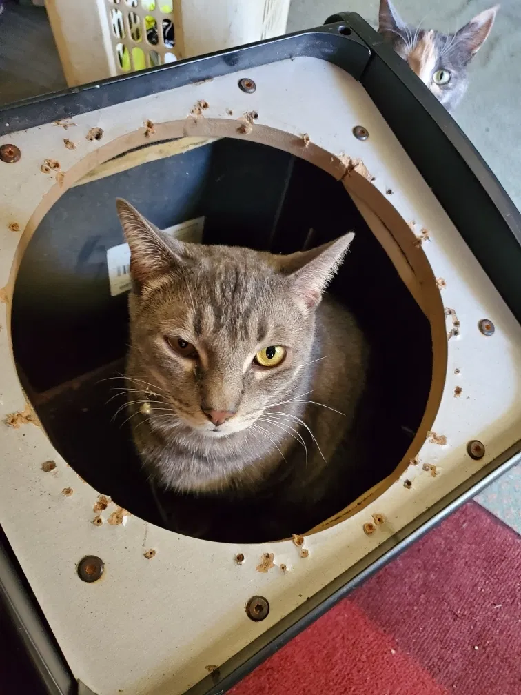 Lost cat in Ladson, SC, 29456