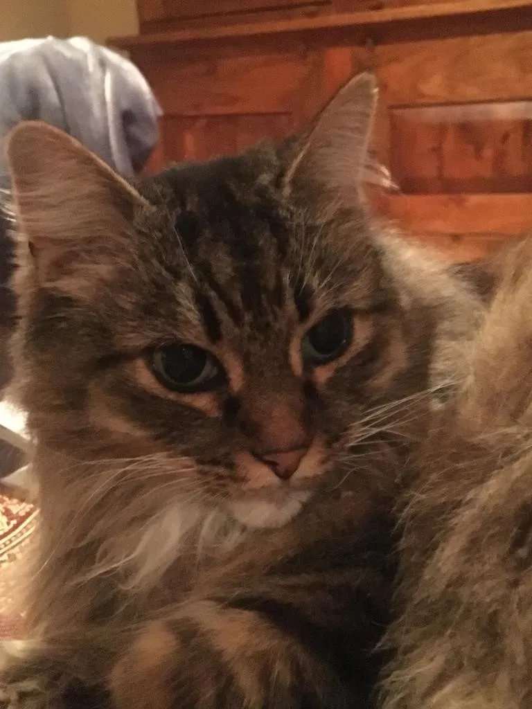 Lost cat in Walnut Creek, CA, 94595