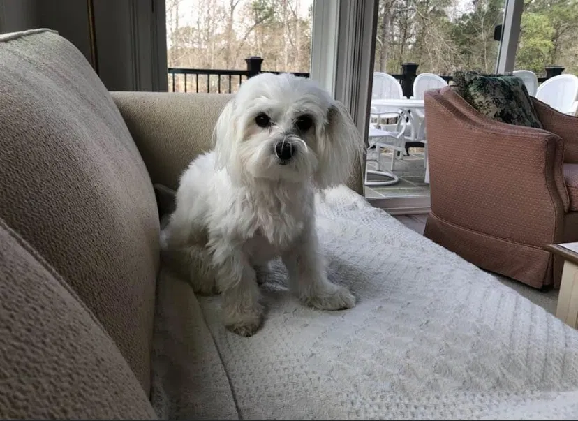 Lost dog in Elgin, SC, 29045