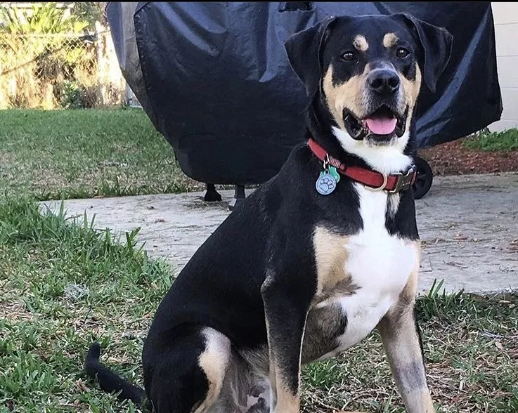 Lost dog in Jacksonville, FL, 32216