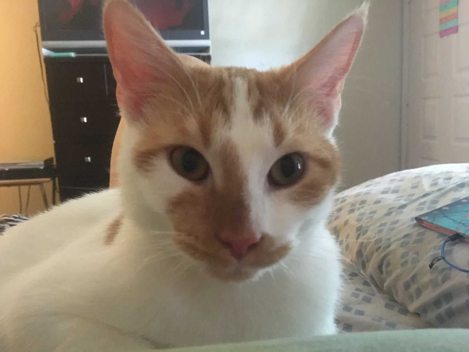 Lost cat in Fort Pierce, FL, 34949
