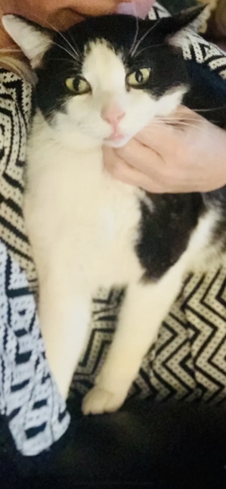 Lost cat in Clarksville, TN, 37043