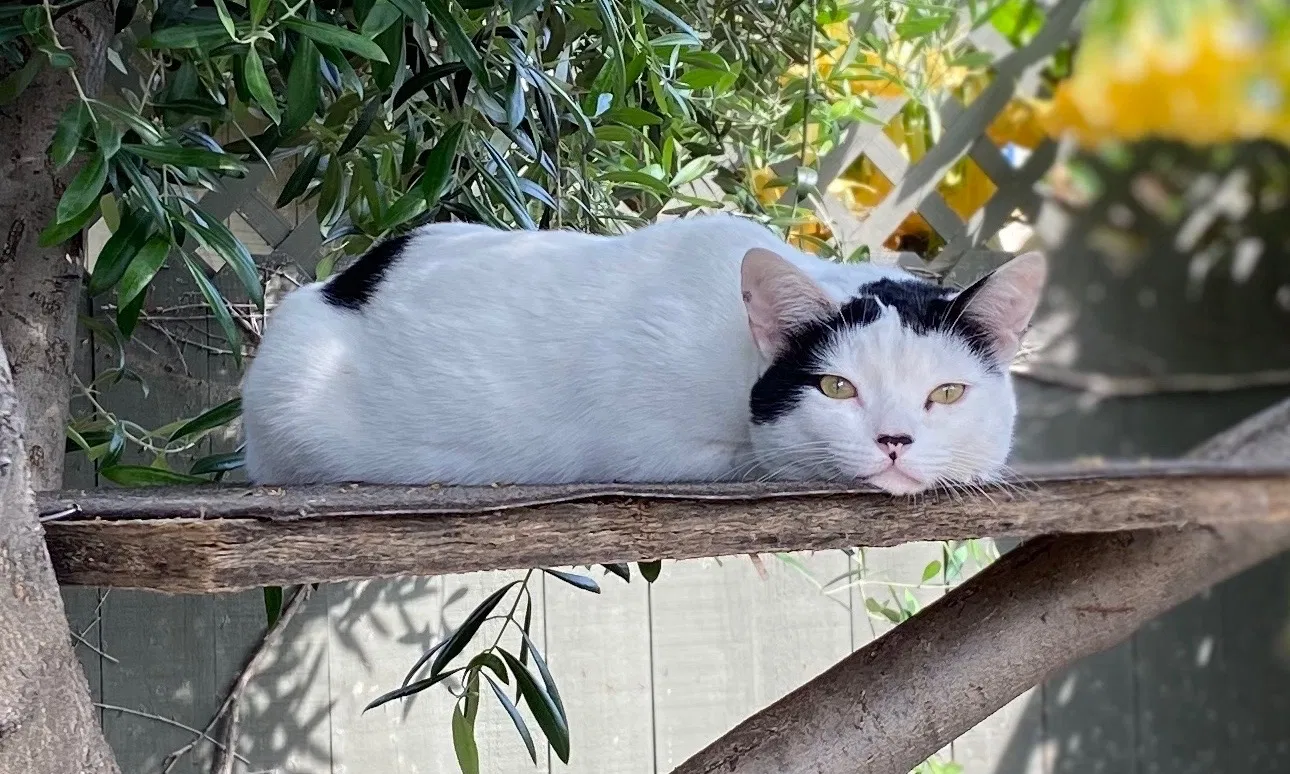 Lost cat in Los Angeles, CA, 90031