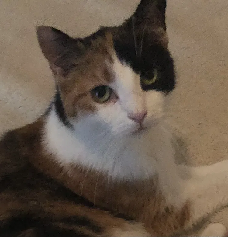 Lost cat in Syracuse, NY, 13224