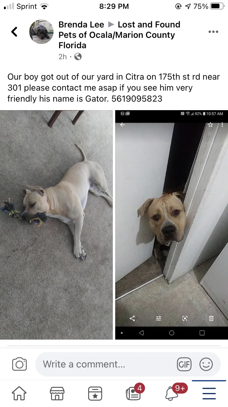 Lost dog in Citra, FL, 32113