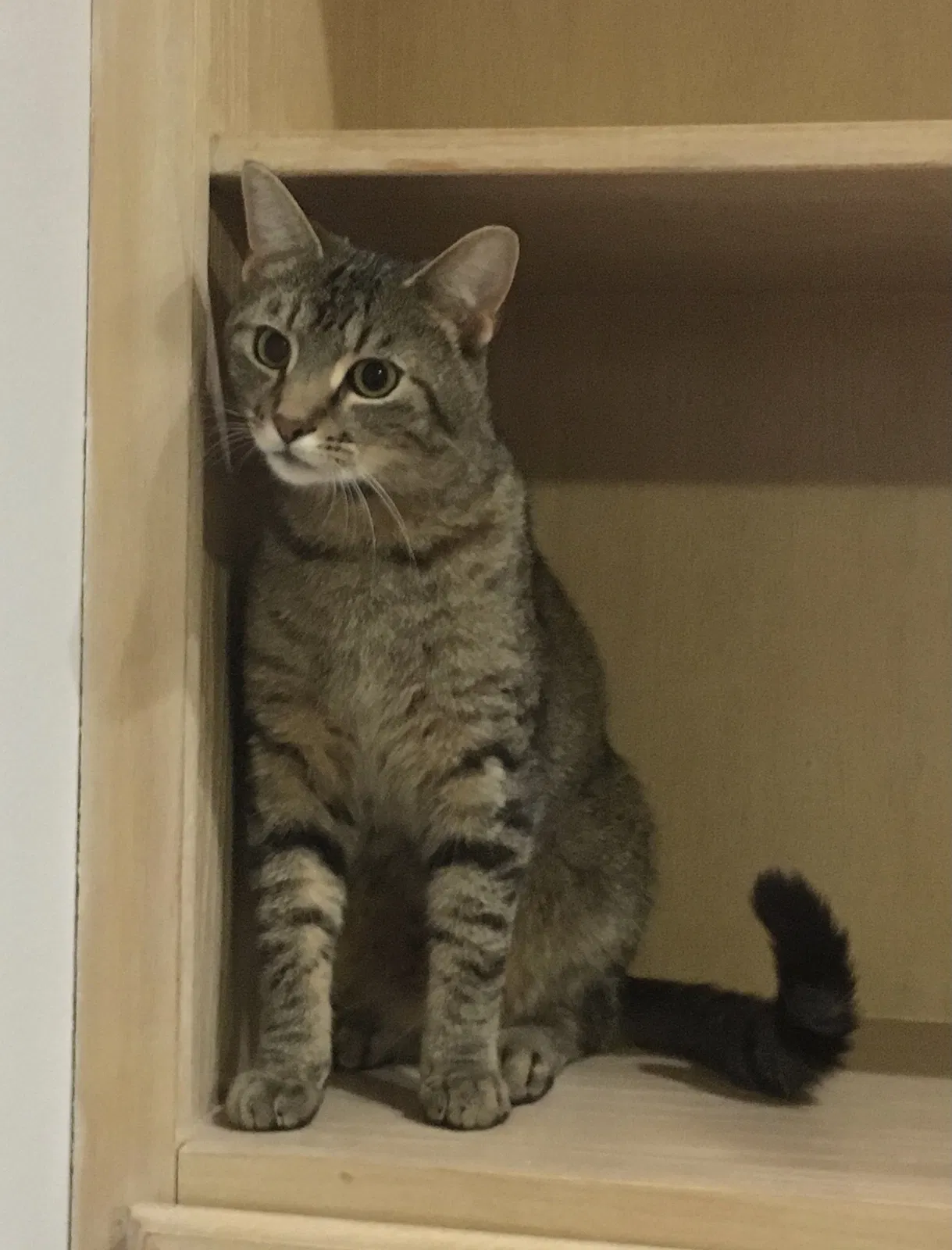 Lost cat in Oak Creek, WI, 53154