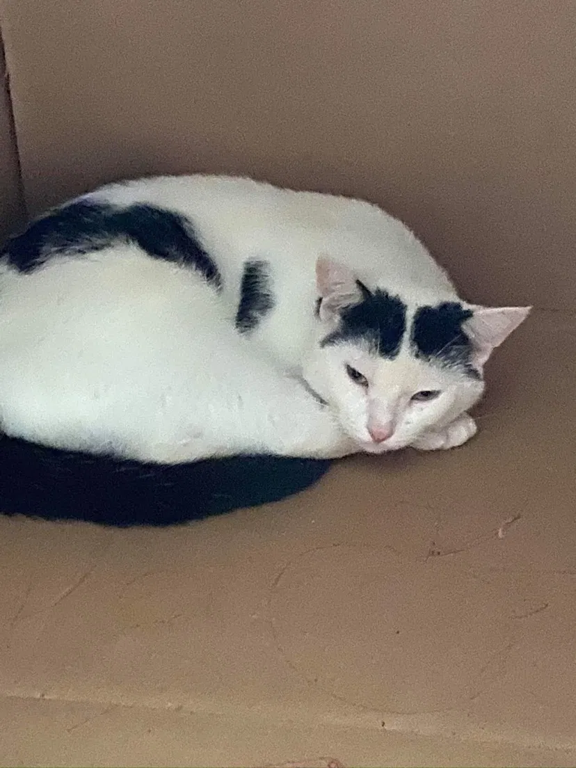 Lost cat in Fort Wayne, IN, 46802