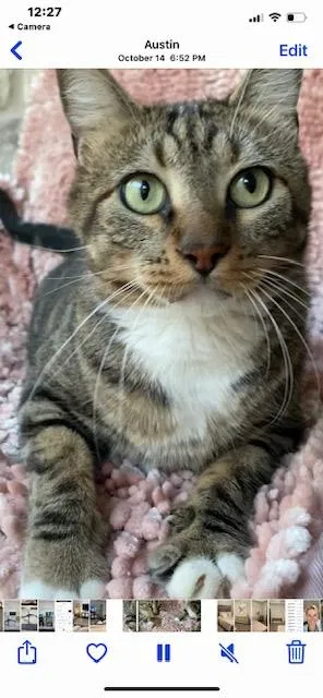 Lost cat in Austin, TX, 78738