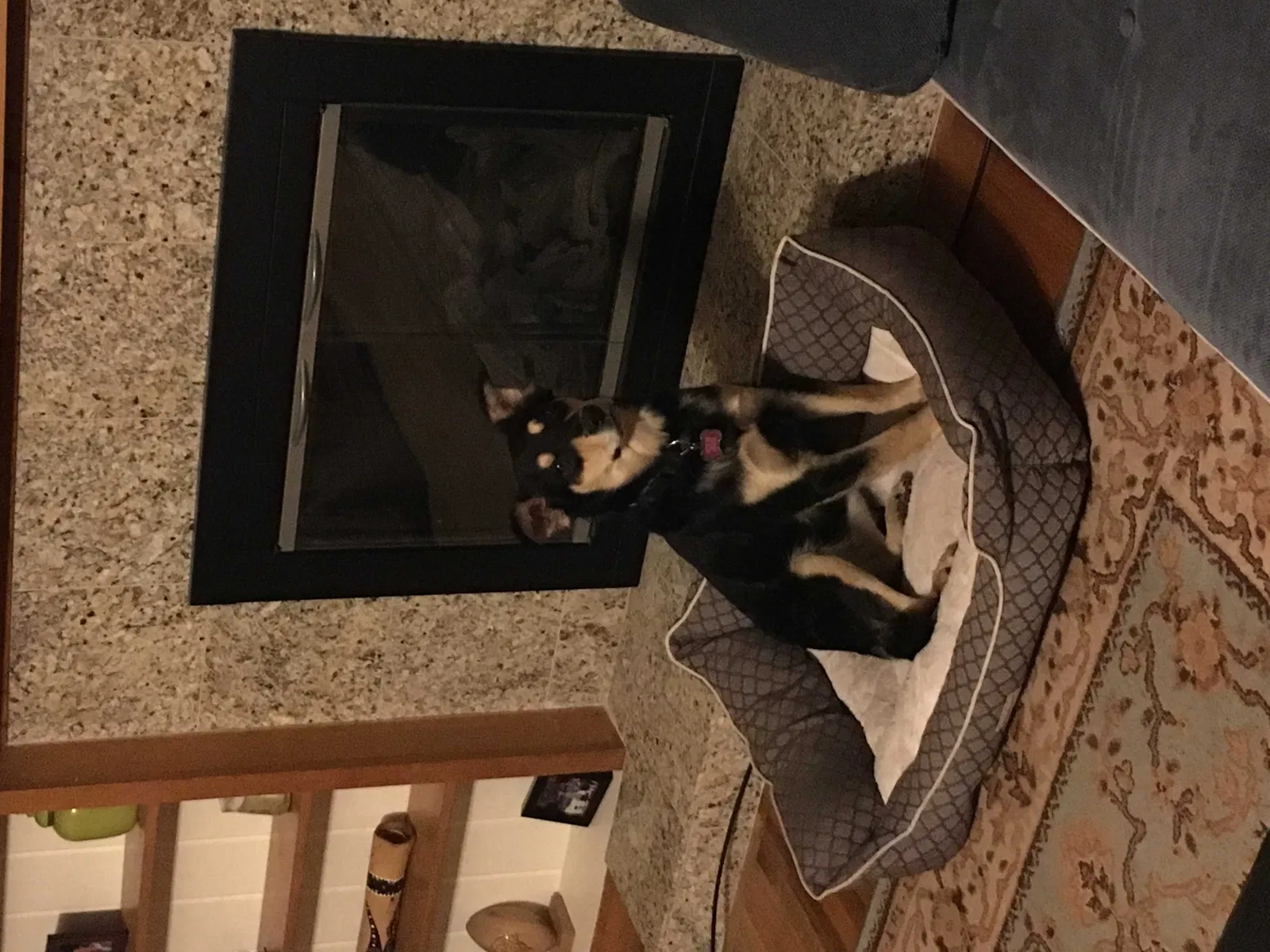 Lost dog in Ogden, UT, 84401